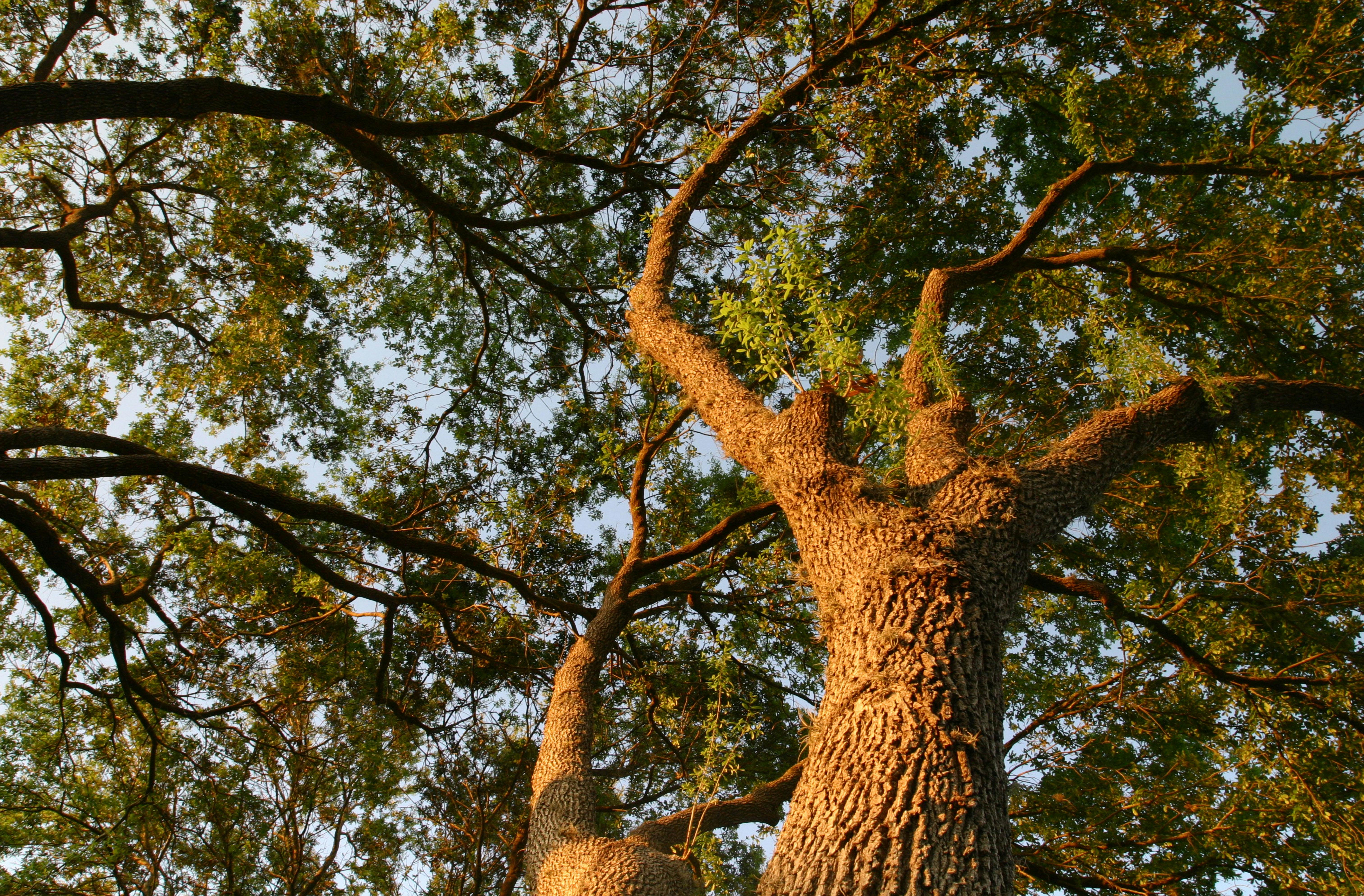 Sonnenlicht im Wald